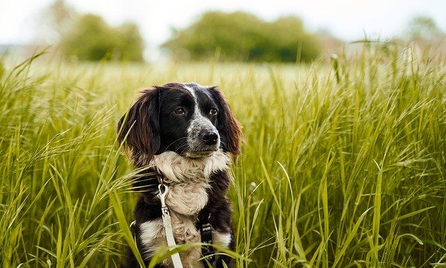 dlaczego pies je trawę