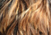 Struktura włosa