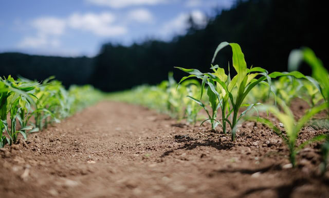 W jaki sposób macie zamiar walczyć z obrotną rośliną