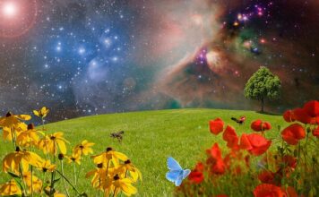 Jak podróżować z dużym psem? Jak podróżować z dużym psem?