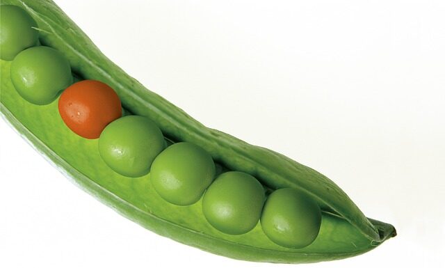 Czy groch ma skrobie?