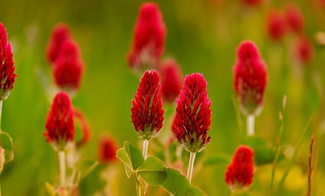 Co siać po strączkowych?