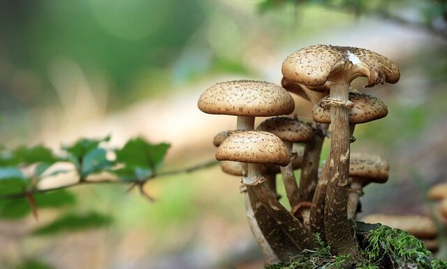 Czy pieczarka to grzyb czy warzywo?