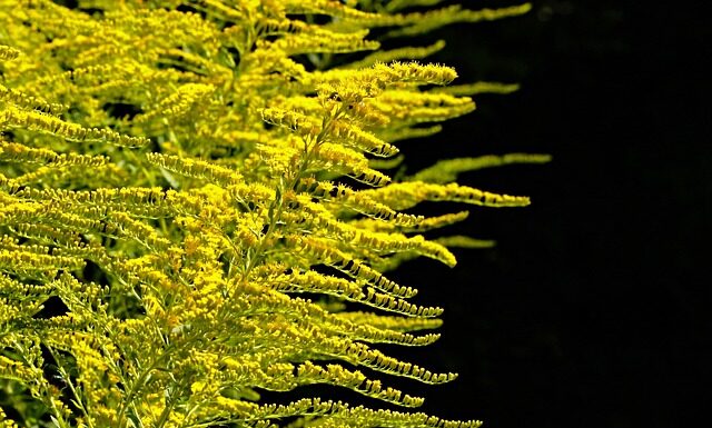 Jak prawidłowo sadzić drzewa?