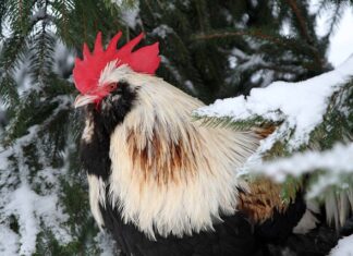 Kiedy DT a kiedy CT? Kiedy DT a kiedy CT?