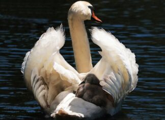 Jaki fotelik jest najbezpieczniejszy? Jaki fotelik jest najbezpieczniejszy?