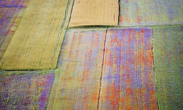 Co jest podobne do soczewicy?