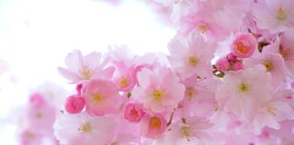 Jakie to są rośliny włókniste?