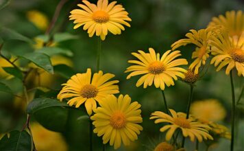 Jak się robi babkę z galaretką?