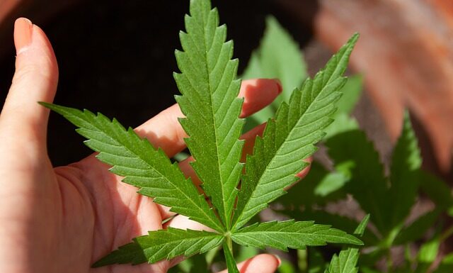 Czy bób to roślina strączkowa?