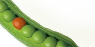 Co jest owocem grochu?