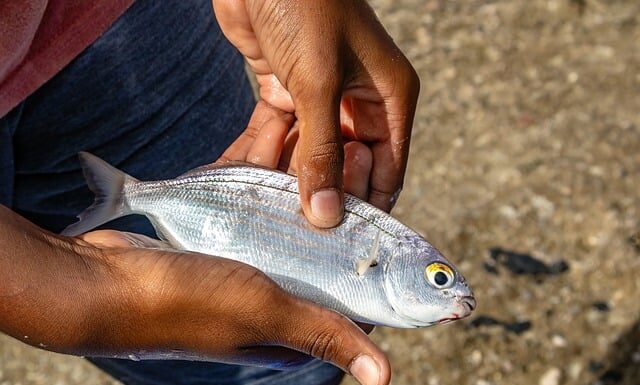 Co to jest strączki?