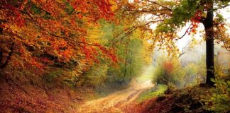 W jaki sposób można dbać o las? W jaki sposób można dbać o las?