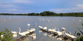 Czy można zabrać powalone drzewo z lasu prywatnego?