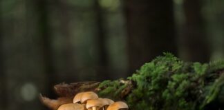 Jakie listwy przypodłogowe są najtrwalsze?