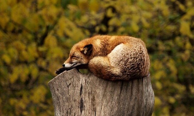 Czy czerwony laser może uszkodzić wzrok?