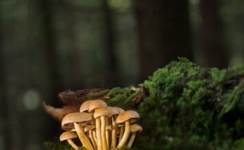 Kiedy białe listwy przypodłogowe?