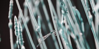 Co zamiast lustra szklanego?